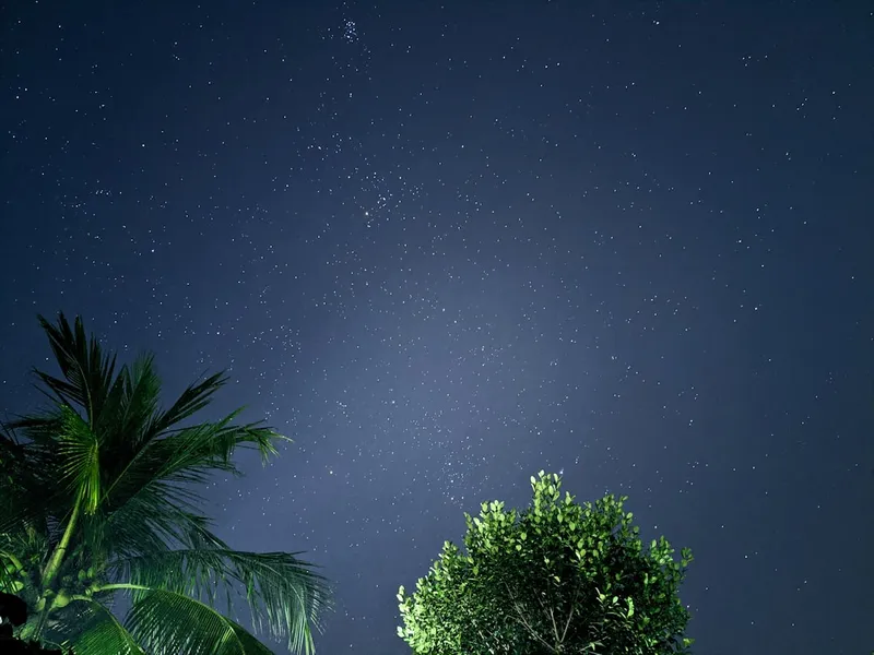 a night sky with stars and trees in the foreground
